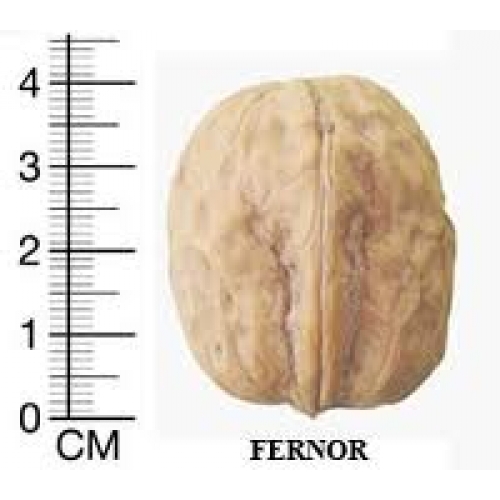 fernor