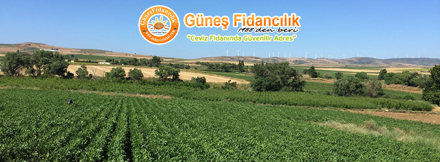 aşılı ceviz fidanı sahil yenice köyü bandırma