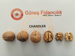 chandler ceviz fidanı