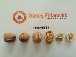 fernette ceviz fidanı