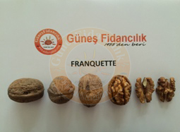 franquette