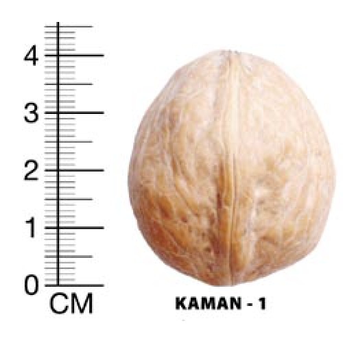 kaman 1 ceviz fidanı