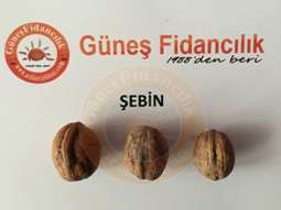 şebin
